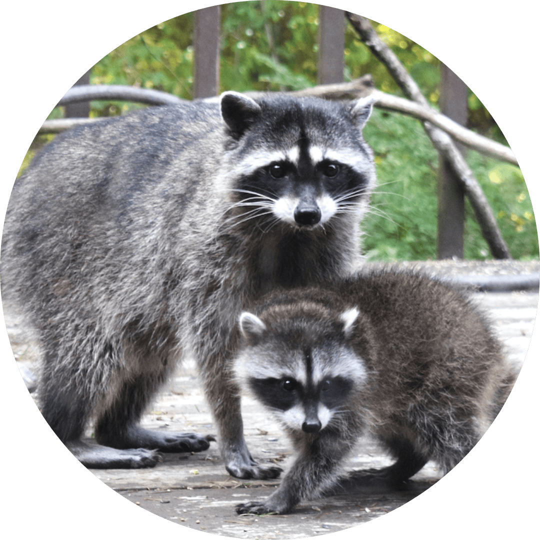 Raccoon Safety Information | Wellbeing